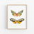 a picture of two butterflies on a white background