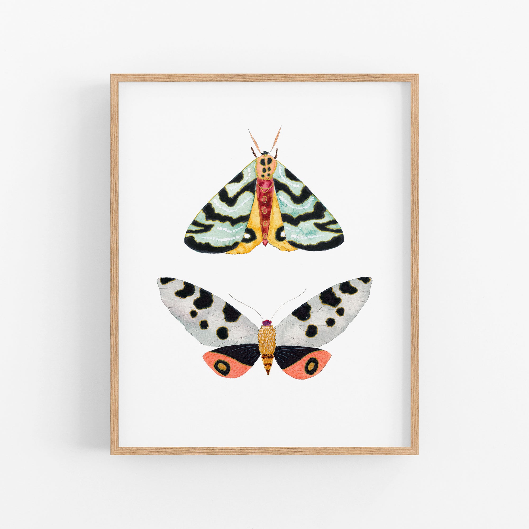 a picture of two moths on a white background