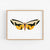 a yellow and black butterfly on a white background
