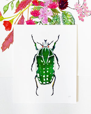 Beetle No. 6