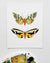 2 Moths No. 3